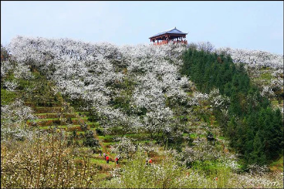 【春天，广西桂林灌阳县向您发出邀请！】我们在灌阳看梨花 - 游山玩水 - 台州生活社区 - 台州28生活网 tz.28life.com