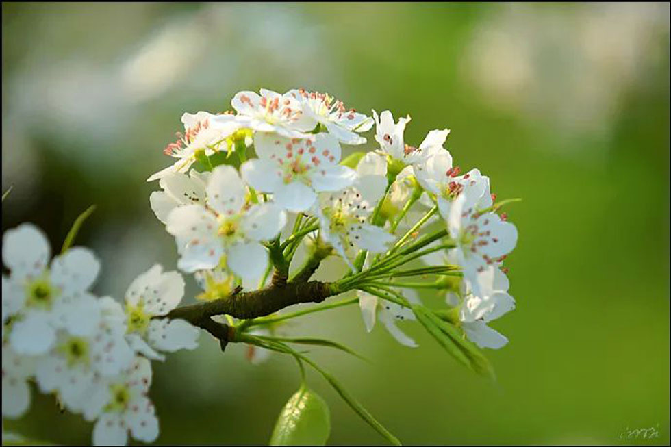 【春天，广西桂林灌阳县向您发出邀请！】我们在灌阳看梨花 - 游山玩水 - 台州生活社区 - 台州28生活网 tz.28life.com