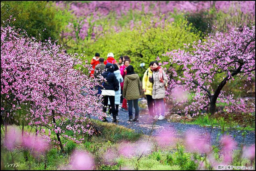 【春天,广西桂林灌阳县向您发出邀请!】官庄村有个醉美的桃花园 - 游山玩水 - 台州生活社区 - 台州28生活网 tz.28life.com