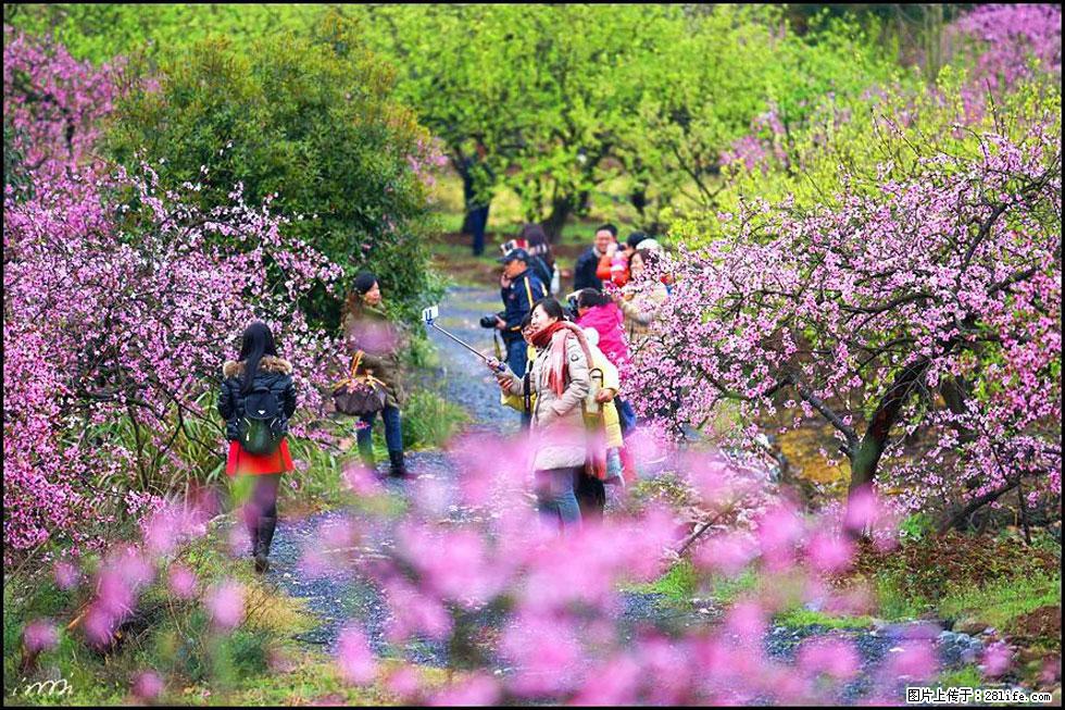 【春天,广西桂林灌阳县向您发出邀请!】官庄村有个醉美的桃花园 - 游山玩水 - 台州生活社区 - 台州28生活网 tz.28life.com