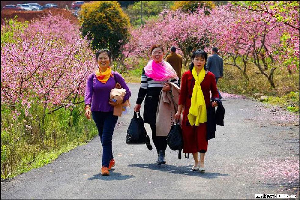 【春天,广西桂林灌阳县向您发出邀请!】官庄村有个醉美的桃花园 - 游山玩水 - 台州生活社区 - 台州28生活网 tz.28life.com