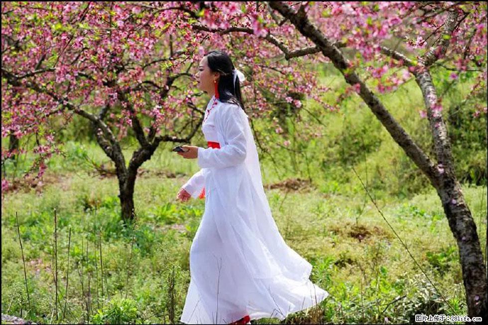 【春天,广西桂林灌阳县向您发出邀请!】官庄村有个醉美的桃花园 - 游山玩水 - 台州生活社区 - 台州28生活网 tz.28life.com