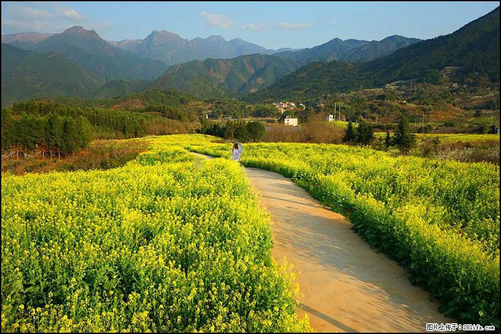 【春天,广西桂林灌阳县向您发出邀请!】长坪村油菜盛情花开 - 游山玩水 - 台州生活社区 - 台州28生活网 tz.28life.com