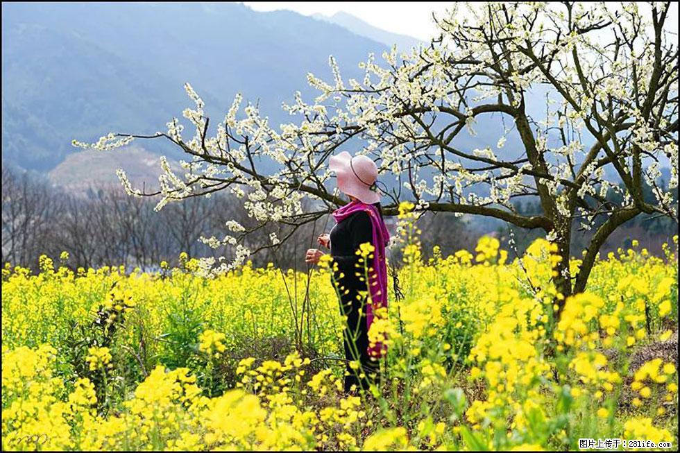 【春天,广西桂林灌阳县向您发出邀请!】长坪村油菜盛情花开 - 游山玩水 - 台州生活社区 - 台州28生活网 tz.28life.com