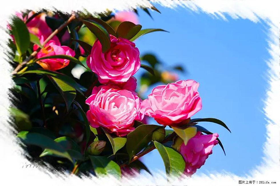 【春天,广西桂林灌阳县向您发出邀请!】杨柳井茶花惹人爱 - 游山玩水 - 台州生活社区 - 台州28生活网 tz.28life.com