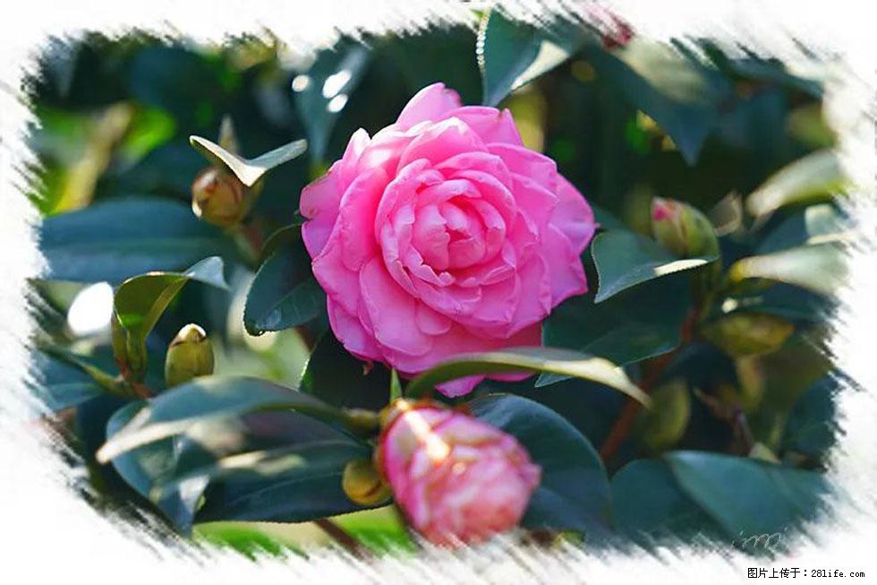 【春天,广西桂林灌阳县向您发出邀请!】杨柳井茶花惹人爱 - 游山玩水 - 台州生活社区 - 台州28生活网 tz.28life.com