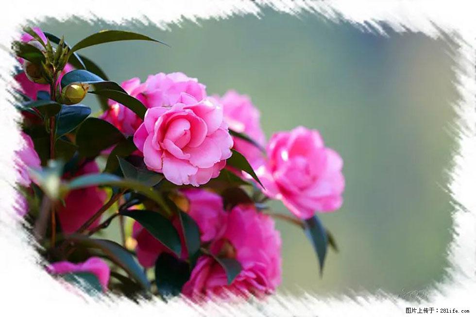 【春天,广西桂林灌阳县向您发出邀请!】杨柳井茶花惹人爱 - 游山玩水 - 台州生活社区 - 台州28生活网 tz.28life.com