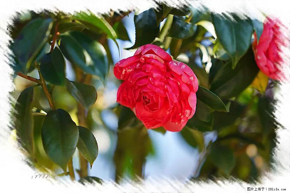 【春天,广西桂林灌阳县向您发出邀请!】杨柳井茶花惹人爱 - 游山玩水 - 台州生活社区 - 台州28生活网 tz.28life.com