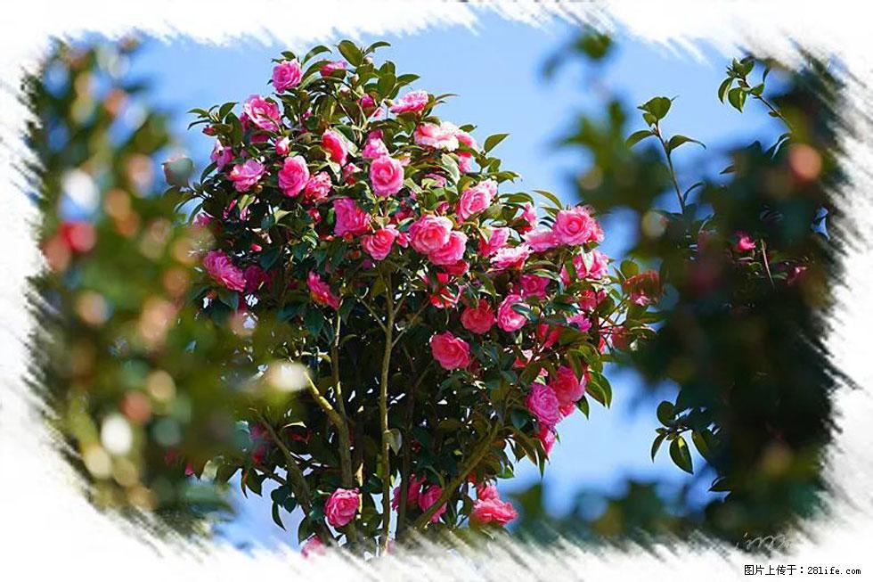 【春天,广西桂林灌阳县向您发出邀请!】杨柳井茶花惹人爱 - 游山玩水 - 台州生活社区 - 台州28生活网 tz.28life.com