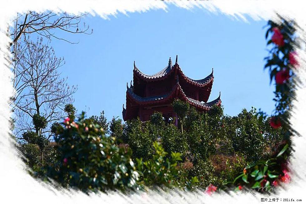 【春天,广西桂林灌阳县向您发出邀请!】杨柳井茶花惹人爱 - 游山玩水 - 台州生活社区 - 台州28生活网 tz.28life.com