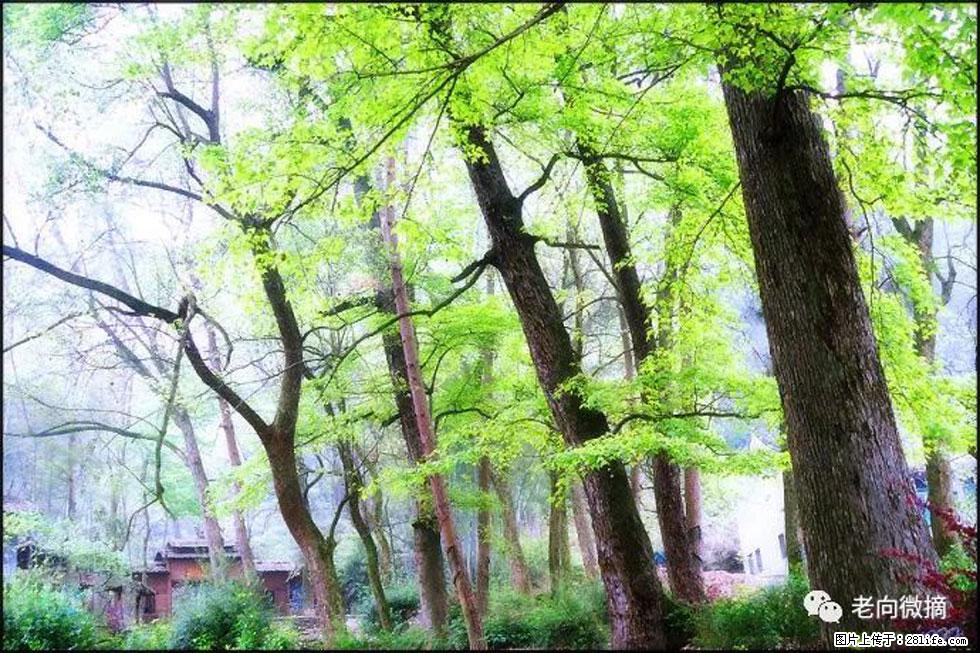 【春天,广西桂林灌阳县向您发出邀请!】在小龙村与春天约会 - 游山玩水 - 台州生活社区 - 台州28生活网 tz.28life.com