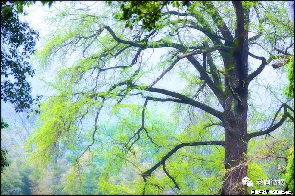 【春天,广西桂林灌阳县向您发出邀请!】在小龙村与春天约会 - 游山玩水 - 台州生活社区 - 台州28生活网 tz.28life.com