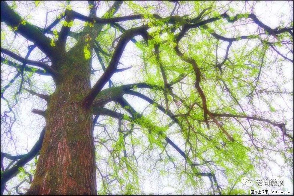 【春天,广西桂林灌阳县向您发出邀请!】在小龙村与春天约会 - 游山玩水 - 台州生活社区 - 台州28生活网 tz.28life.com