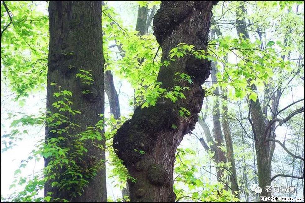 【春天,广西桂林灌阳县向您发出邀请!】在小龙村与春天约会 - 游山玩水 - 台州生活社区 - 台州28生活网 tz.28life.com
