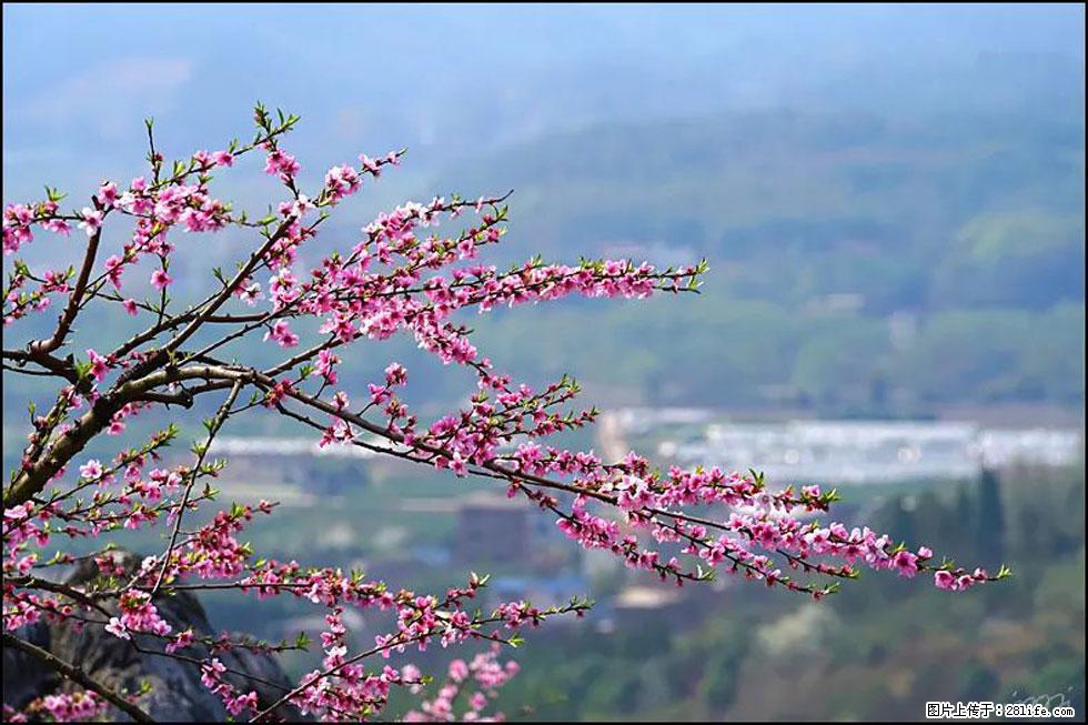 【春天,广西桂林灌阳县向您发出邀请!】望月岭上桃花开 - 游山玩水 - 台州生活社区 - 台州28生活网 tz.28life.com