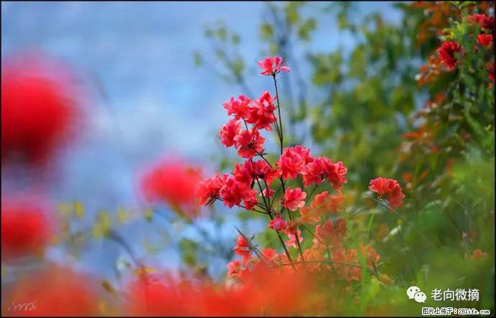 【春天,广西桂林灌阳县向您发出邀请!】登麒麟山,相约映山红 - 游山玩水 - 台州生活社区 - 台州28生活网 tz.28life.com