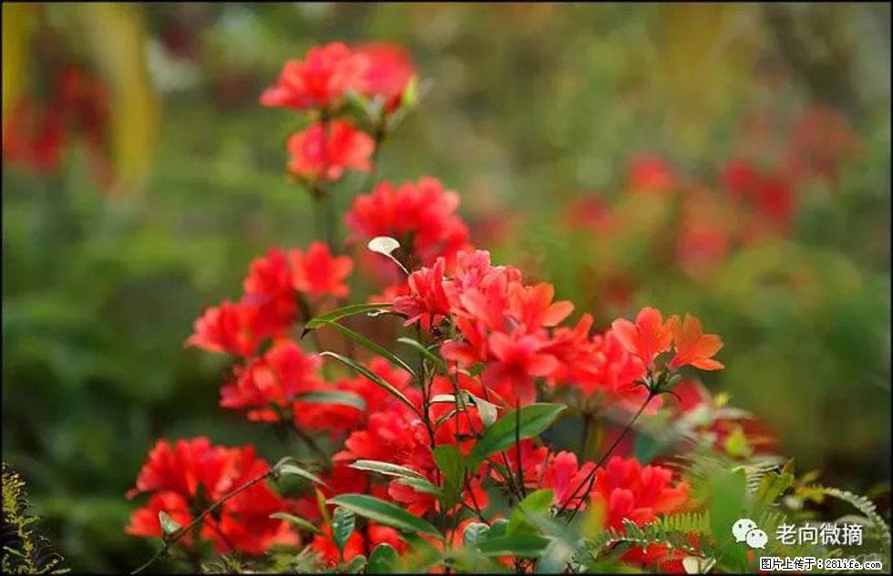 【春天,广西桂林灌阳县向您发出邀请!】登麒麟山,相约映山红 - 游山玩水 - 台州生活社区 - 台州28生活网 tz.28life.com