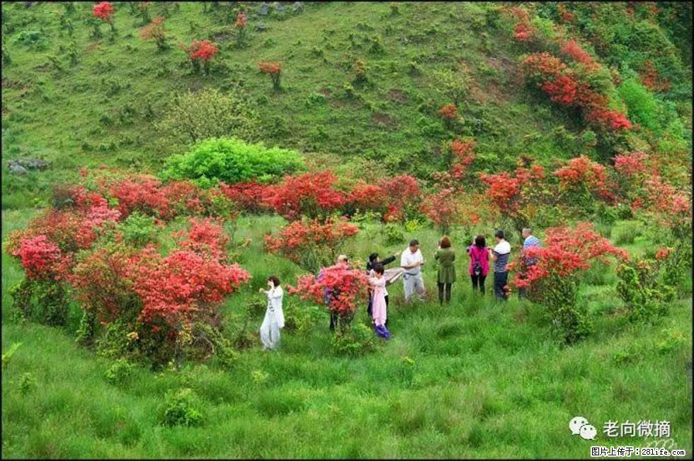【春天,广西桂林灌阳县向您发出邀请!】宝盖山上映山红 - 游山玩水 - 台州生活社区 - 台州28生活网 tz.28life.com