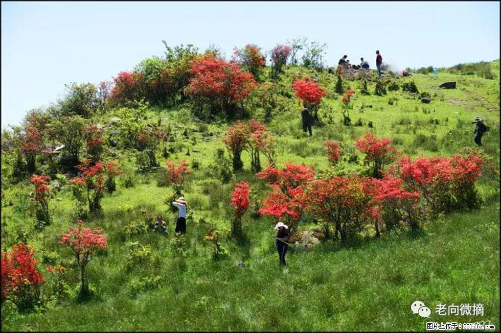 【春天，广西桂林灌阳县向您发出邀请！】宝盖山上映山红 - 游山玩水 - 台州生活社区 - 台州28生活网 tz.28life.com