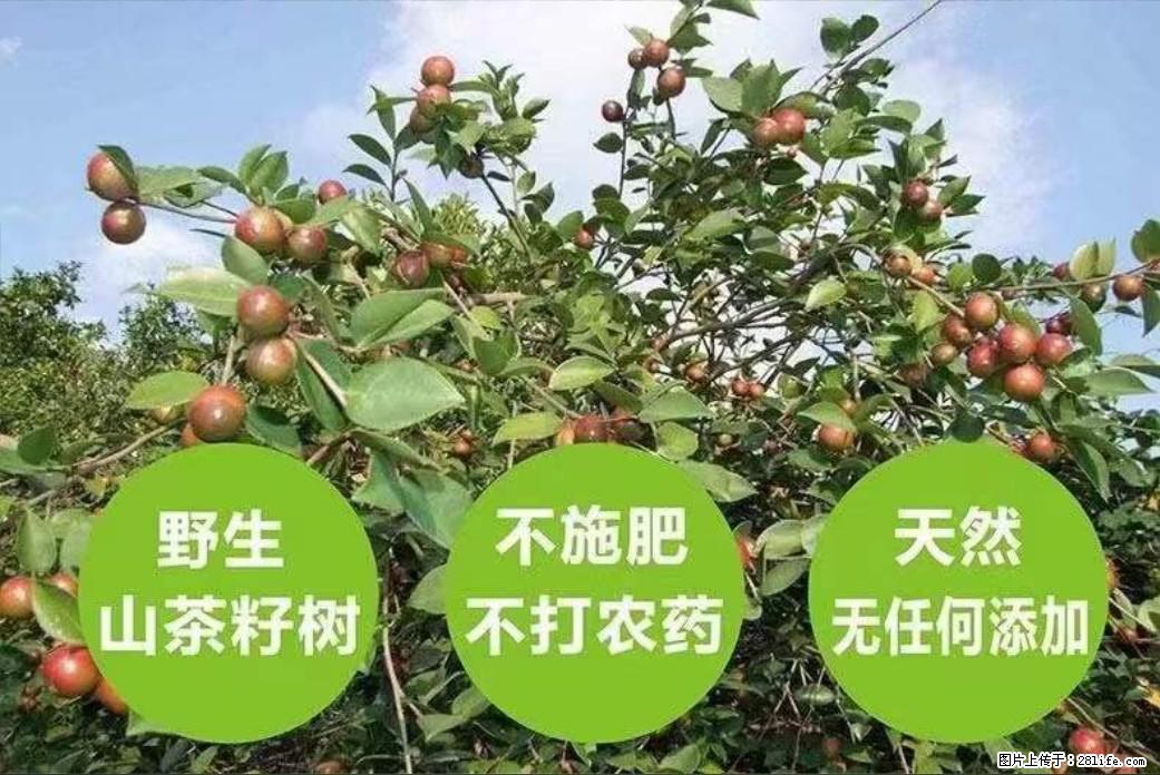 【灌阳县油茶产业示范区】一个有着充实的精神生活的人，对待身外之物自会有一种淡泊的态度 - 美食天地 - 台州生活社区 - 台州28生活网 tz.28life.com