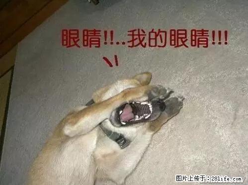 笑癫了!一女的怀孕三年未生,他终于忍不住了... - 娱乐八卦 - 台州生活社区 - 台州28生活网 tz.28life.com