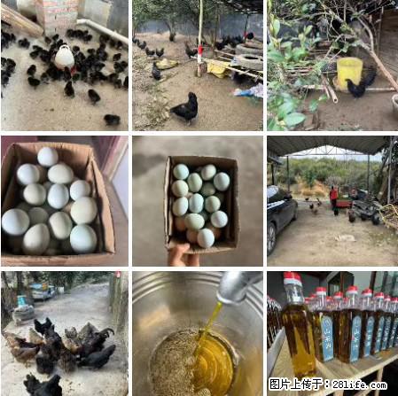 油茶园从小鸡仔开始养起的纯土鸡、土鸡蛋可以预定啦!还有前几天刚榨的纯山茶油哦 - 美食天地 - 台州生活社区 - 台州28生活网 tz.28life.com