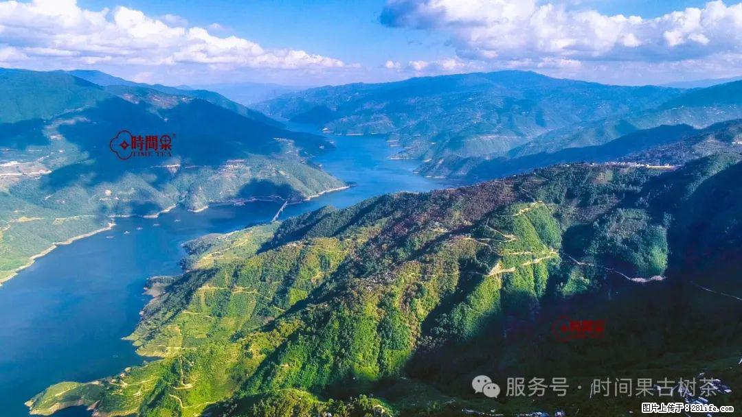 时间果百年古树龙珠普洱生茶 - 购物交流 - 台州生活社区 - 台州28生活网 tz.28life.com