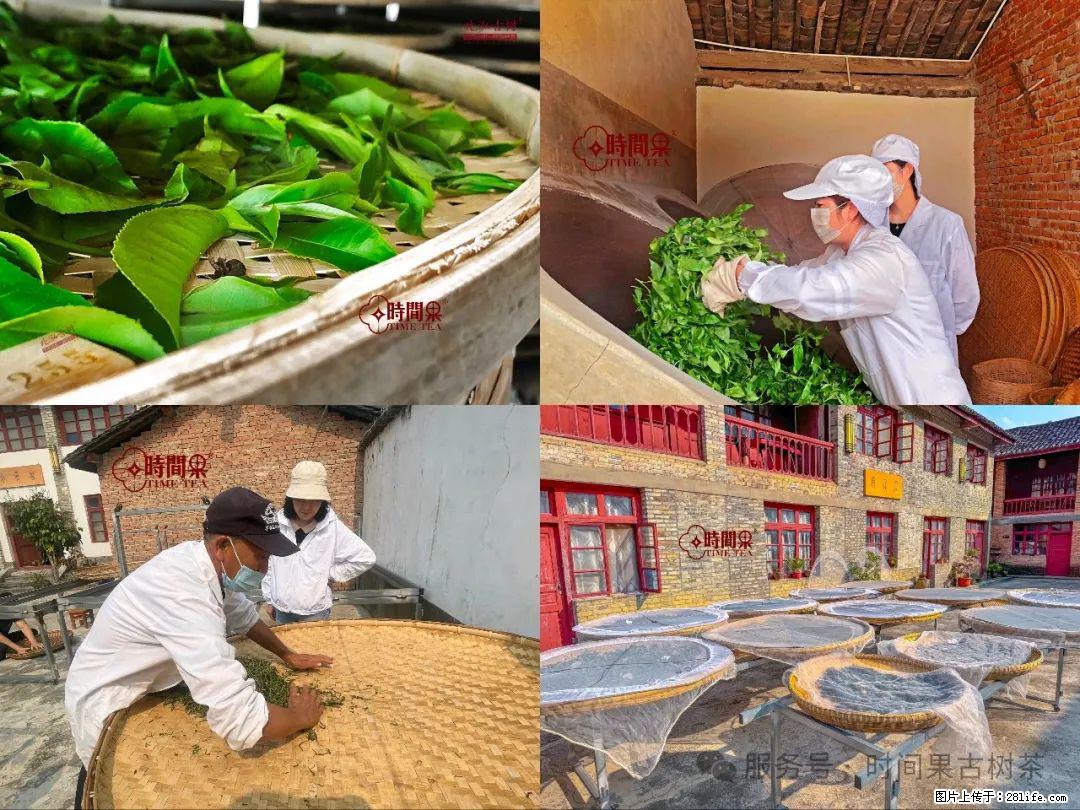 时间果百年古树龙珠普洱生茶 - 购物交流 - 台州生活社区 - 台州28生活网 tz.28life.com