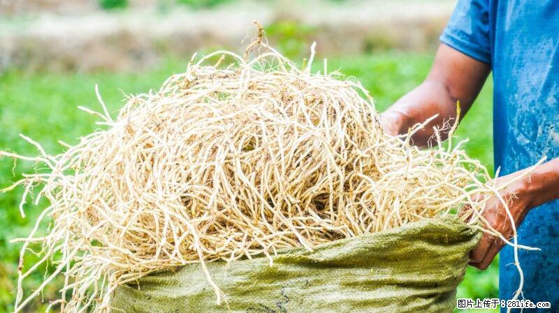 堪称“最难吃”的蔬菜，却是 “抗辐射神器”，还能护肺、清热、止咳化痰！ - 台州生活资讯 - 台州28生活网 tz.28life.com