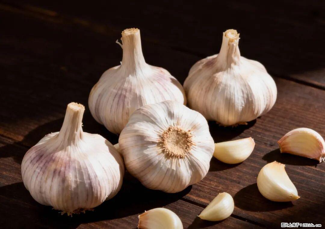 关于大蒜，除了“天然抗生素”，这4个谣言更该警惕! - 台州生活资讯 - 台州28生活网 tz.28life.com