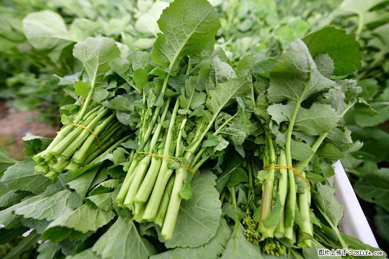 这些蔬菜是“天然钙片”，这6种被医生重点推荐 - 台州生活资讯 - 台州28生活网 tz.28life.com